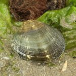 Vongola delle Filippine (Ruditapes philippinarum) foto di jholger krisp